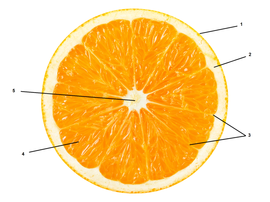 Faszien gleichen der weissen Haut einer Orange, die die gesamte Frucht umgibt und durchdringt: 1) Haut, 2) oberflächliche Faszie und Fettgewebe, 3) tiefe Faszie, die Muskeln und Muskelfasern umgibt, 4) Faszien, die Nerven, Arterien, Venen, Lymphgefässe und Organe bedecken, 5) Rückenmark und zentrales Nervensystem | © Shutterstock