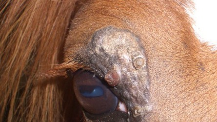 Misteltherapie bei Equinen Sarkoiden – Pferde gesucht